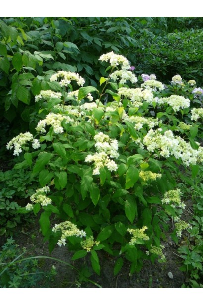 Hydrangea arborescens ’Hayes Starburst’